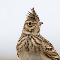 ヒバリの鳥の写真