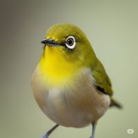 メジロの鳥の写真