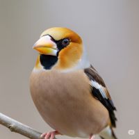 シメの鳥の写真