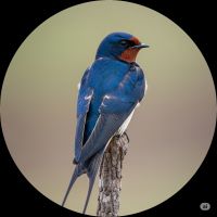 ツバメの鳥の写真