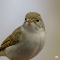 ウグイスの鳥の写真