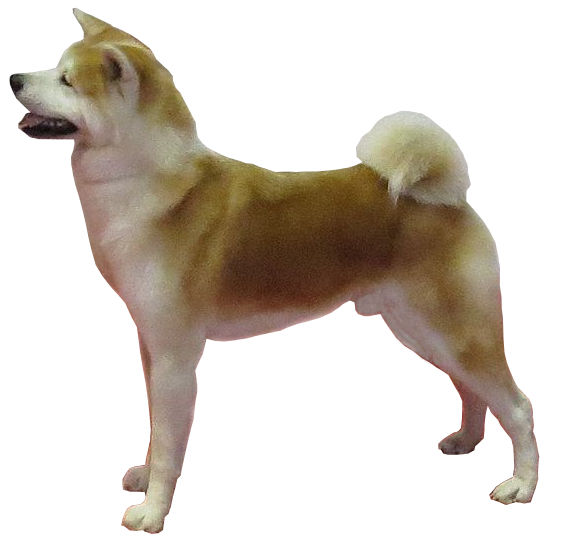 白い背景に立つ秋田犬