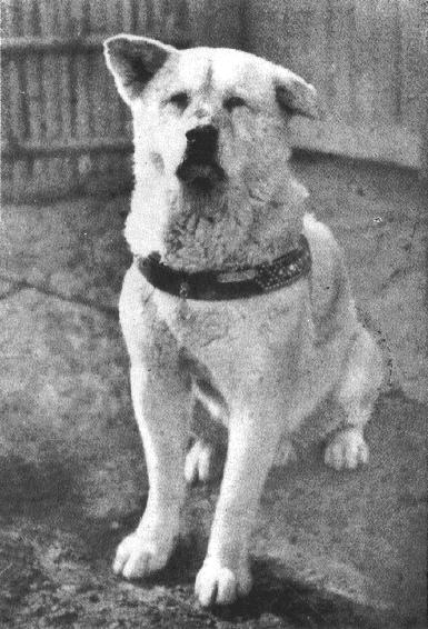 Hachikō in his later years.