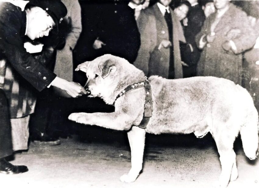 渋谷駅前で食べ物を与えようとした駅員にお手とみられる動きをするハチ、