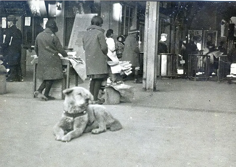 Hachiko waiting at Shibuya station