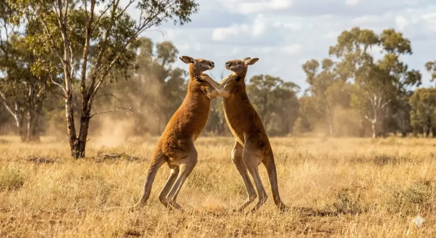 後ろ足で立ち上がりボクシングのように闘う2頭のオスカンガルー