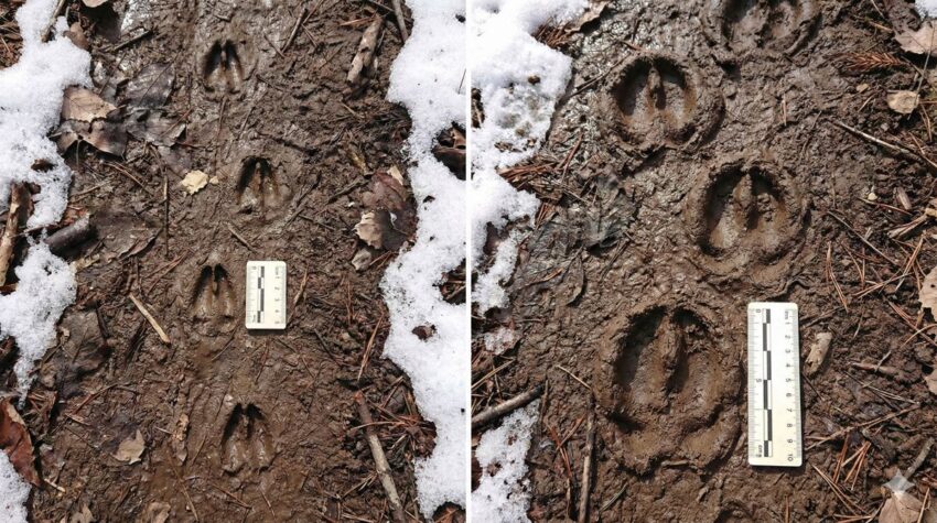 キョンとニホンジカの足跡のサイズ比較