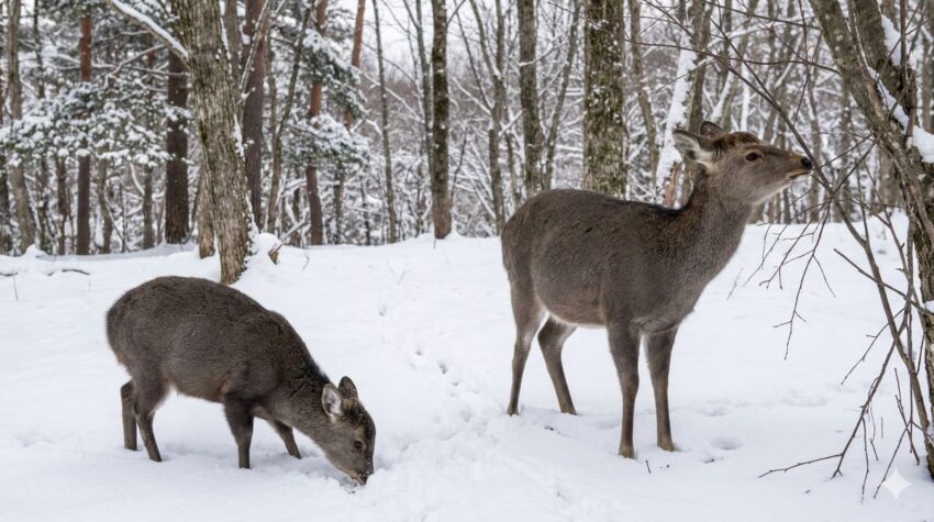 冬季に活動するキョンとニホンジカ