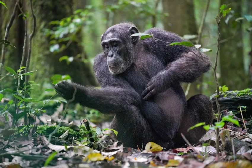 キバレ森林国立公園の野生チンパンジー・アルファオスが腕を確認している様子