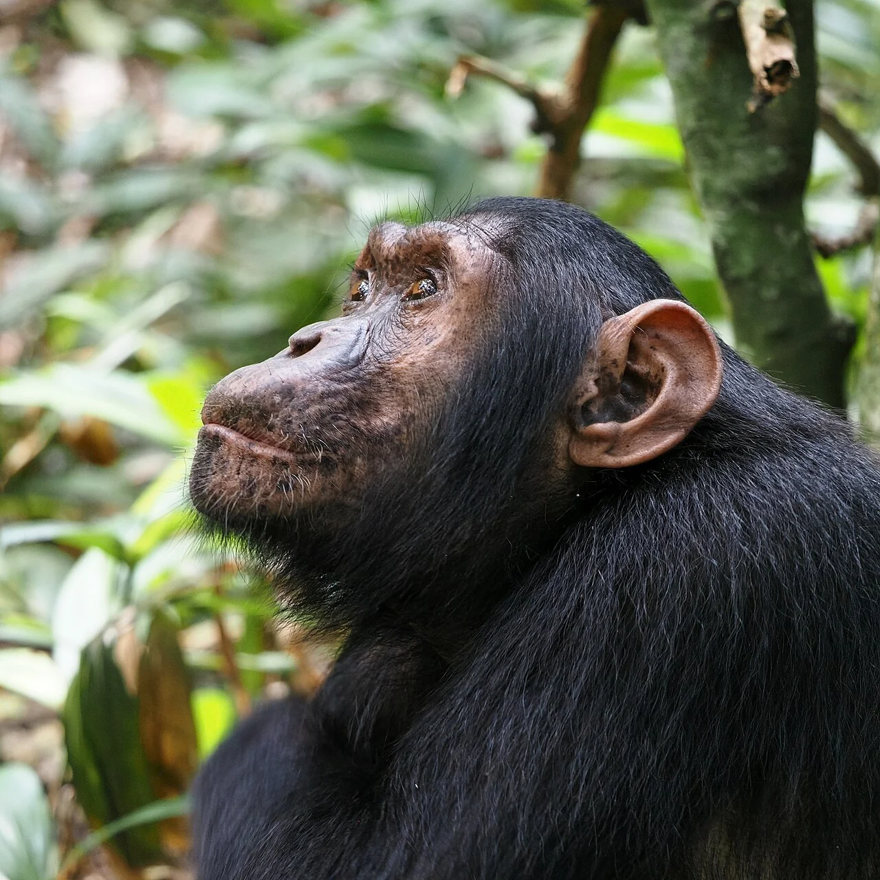 知性を感じさせるチンパンジーの横顔のクローズアップ