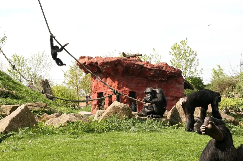 ロープで遊ぶチンパンジーの群れ、社会性と遊びの様子