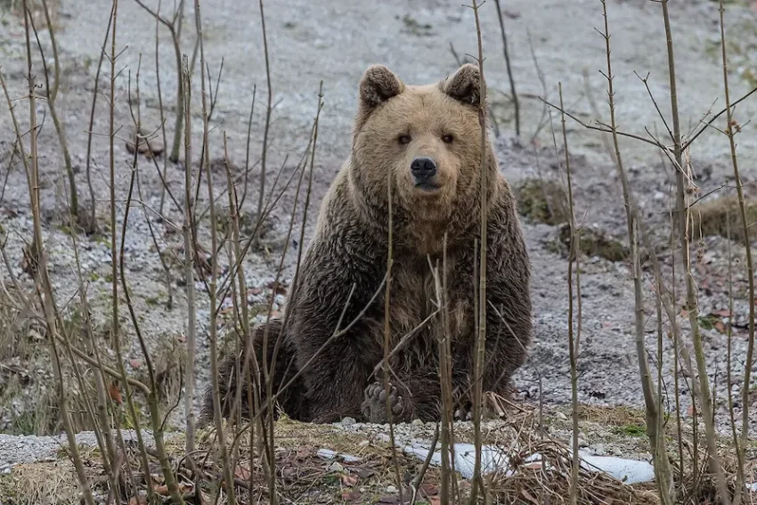 森の入り口で座り、こちらをじっと見つめているヒグマの姿。穏やかな表情の中に野生動物の尊厳を感じさせる一枚。