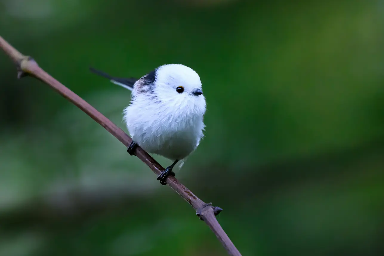 alt="冬のシマエナガの正面顔(真っ白でふわふわ、つぶらな黒い瞳が特徴的)"