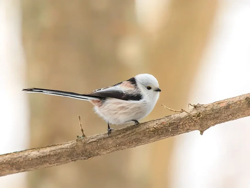 alt="冬のシマエナガ(真っ白でふわふわの羽毛、丸い体型で枝に止まる姿)"