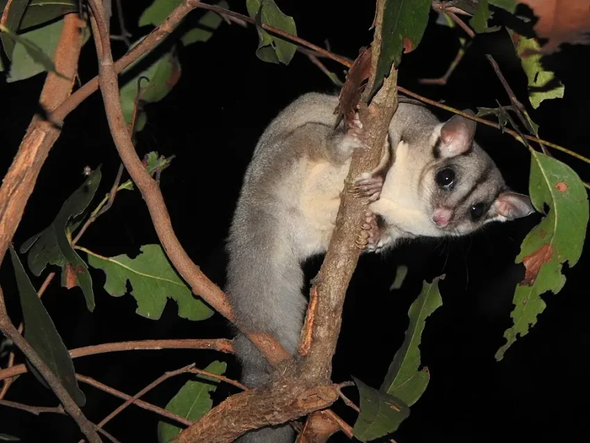 オーストラリアの夜の森でフクロモモンガが木の枝にしがみついている。顔の黒いストライプと大きな目が特徴的。