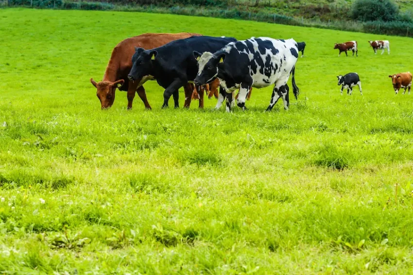 緑の牧草地で草を食む色とりどりの牛の群れ