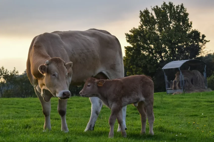 夕暮れの牧草地に立つ母牛と子牛