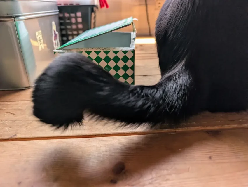 根元から長く伸び、先端だけがフック状に巻いた黒猫のしっぽ（かぎしっぽのカールタイプ）