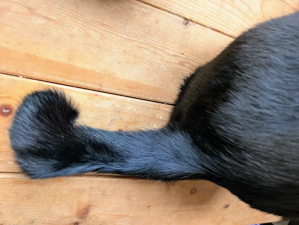 木の床の上でくるりとカールした、黒猫のかぎしっぽ（カールタイプ）