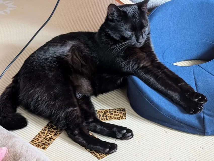 クッションにもたれて眠る黒猫。しっぽの先がくるりとカールしている