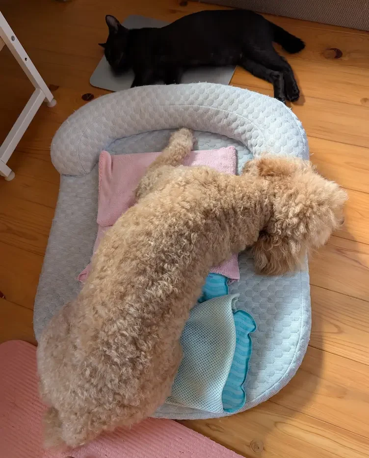 アイスノンに顔をうずめて涼むトイプードルのそらまめくんと、奥のアルミプレートで寝そべる黒猫のまめたくん